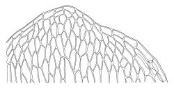 Plagiobryum novae-seelandiae, leaf apex. Drawn from A.J. Fife 5075, CHR 104220.
 Image: R.C. Wagstaff © Landcare Research 2015 
